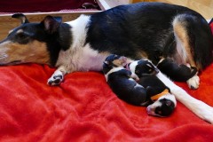Familie