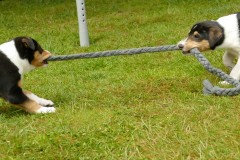 Tauziehen (Boogie (l) & Rudi (r)