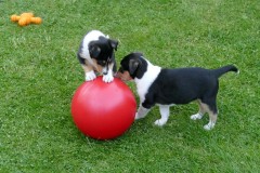 Best of Us entdecken den Treibball!