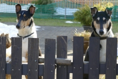 Unser Emp­fangs­ko­mi­tee ;-) (Darwin (l) & Silas (r)