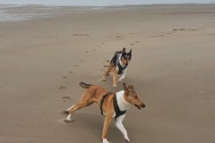 .... spielen am Strand .....