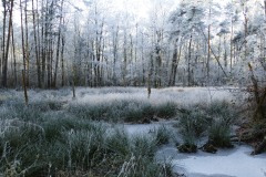 Winter in Dülmen ......