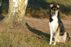 Josie in der Westruper Heide ....