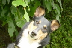 Josie hat einen kleinen Urlaub in Dülmen gemacht und so gab es noch ein Fotoshooting mit ihr  ....