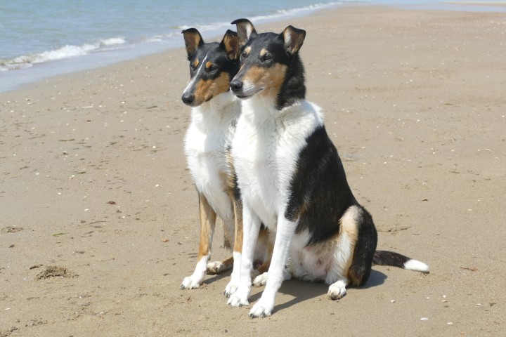 Boogie (l) & Mia